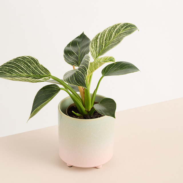 Keramik Übertopf BLUME2000 Tabletop mit Farbverlauf Grün und Rosa, Höhe: 12 cm - Bild 1