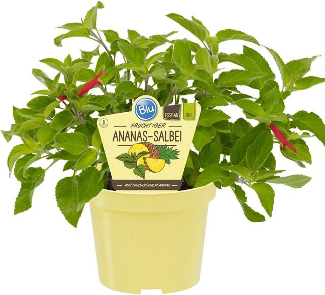 Blu Bio Ananassalbei Salvia rutilans im Topf - Bild 1