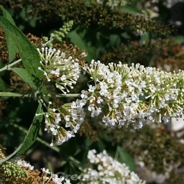 Buddleja Zwergflieder Reve de Papillon White in Weiß, Höhe: 60-80 cm - Bild 1