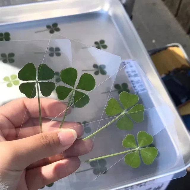 5 Stück kissbuty Lucky Clover Postkarten aus transparentem Papier in Grün, florale Wunschkarten als Lesezeichen und Dekoration - Bild 1