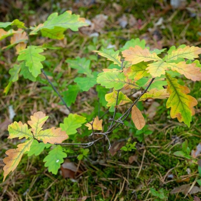 BIO Traubeneiche Baum von Kwekerij Koperwiek in Grün und Gelb - Bild 1