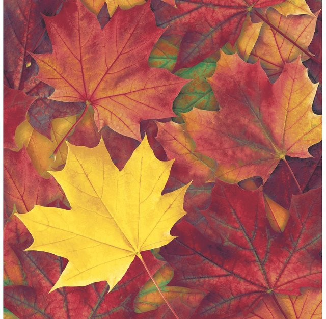 Paper+Design Serviette Harvest Harmony in Orange für den Herbst aus Papier - Bild 1