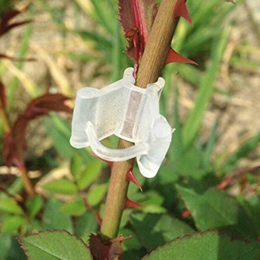 Transparente Pflanzenstützen aus Kunststoff als Garten Transplantat Clips zur Befestigung von Reben und Zweigen im Gewächshaus - Bild 3