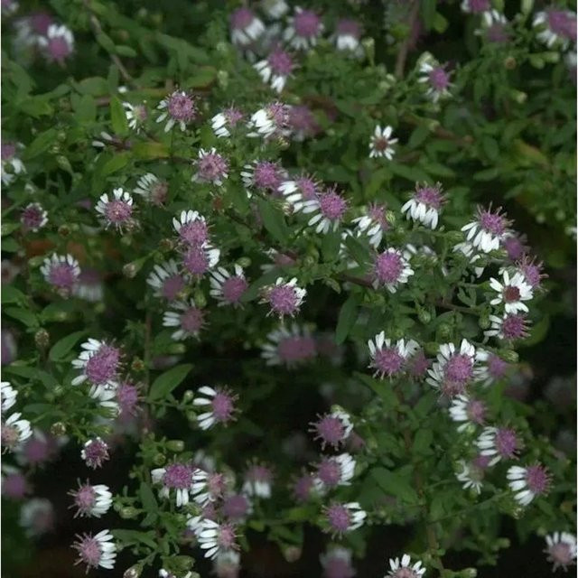 Waagerechte Herbst Aster Aster amellus in Lila als mehrjährige Gartenpflanze - Bild 1