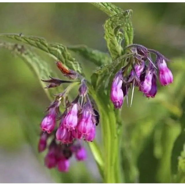 Echter Beinwell Rosa Symphytum officinale Zierpflanze von Nr-01.de - Bild 1
