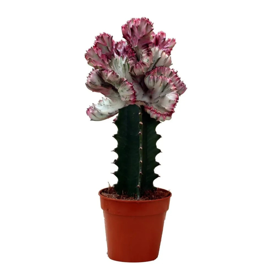 Exotenherz Euphorbia Lactea Cristata Sukkulente gepfropft im 12 cm Topf - Bild 2