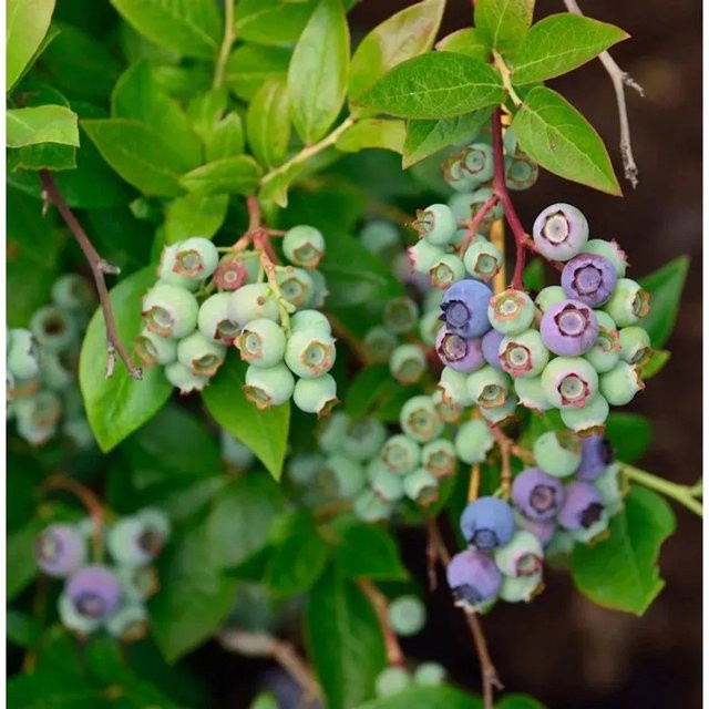 Heidelbeere Ama Vaccinium corymbosum Beerenstrauch von Nr-01.de Höhe: 60-80 cm - Bild 1
