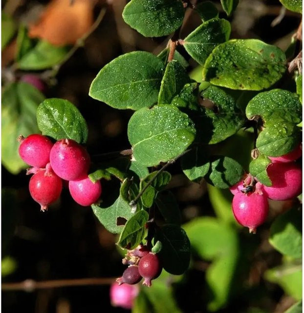 10x Niedrige Purpurbeere Symphoricarpos chenaultii als rosa Blütenhecke für Garten und Kübel, Höhe: 20-30 cm - Bild 1