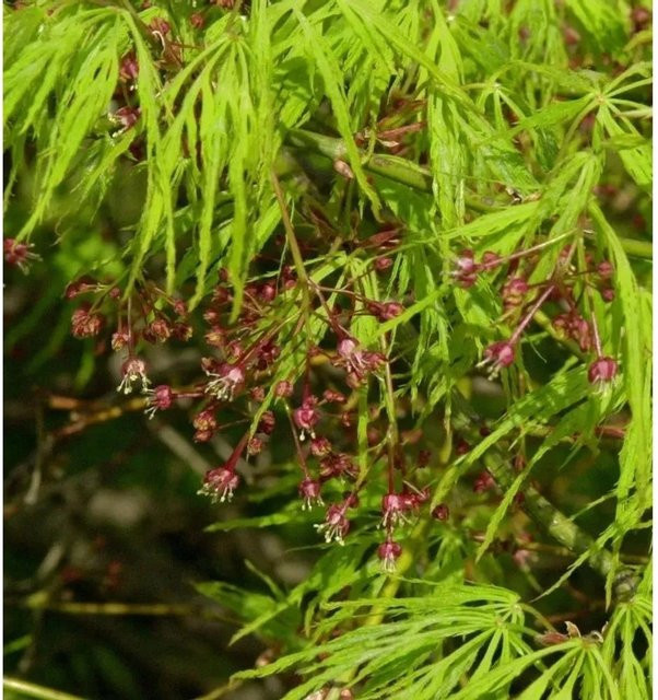Acer palmatum Grüner Schlitz Ahorn Hochstamm Solitär-Zierbaum von Nr-01.de - Bild 1