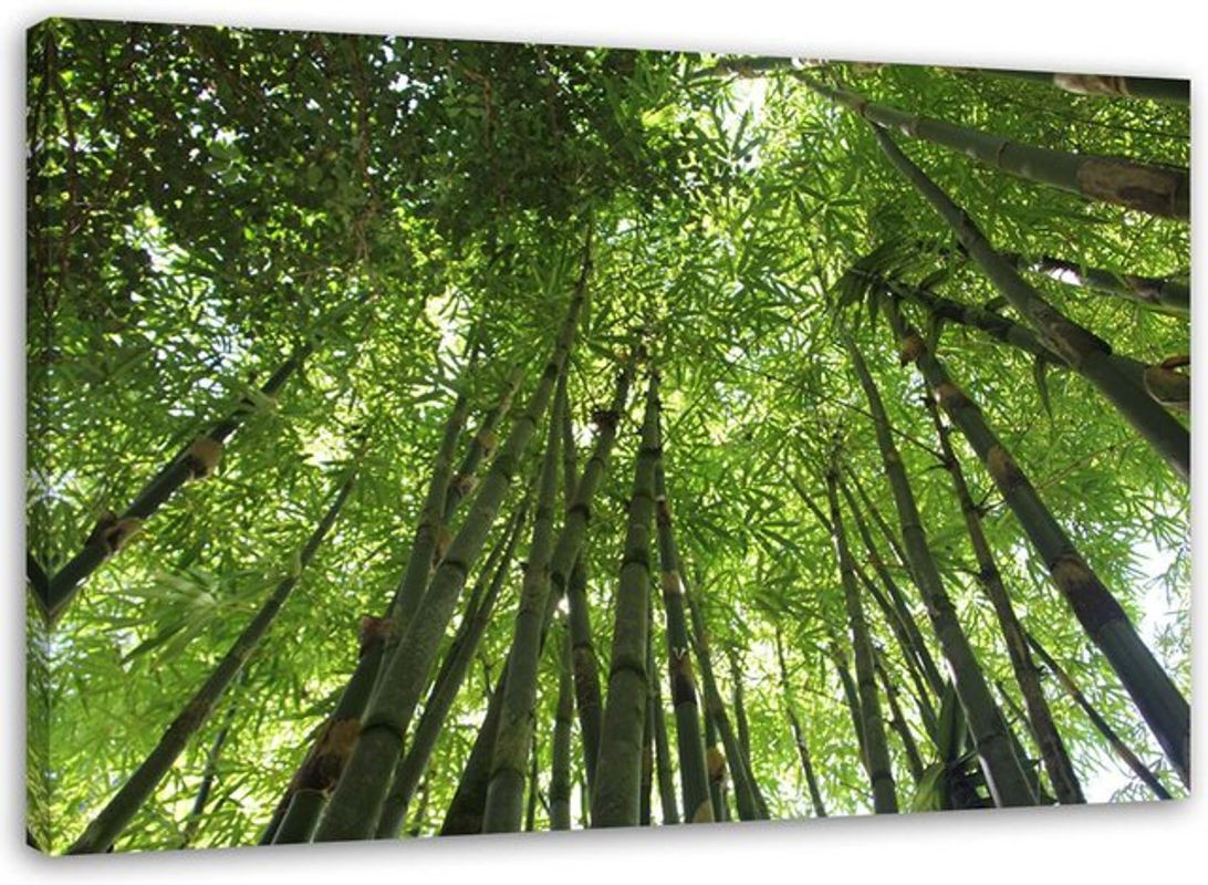 Feeby Leinwand Wanddekoration Bambuswald Landschaft Grün B: 60 cm, H: 40 cm - Bild 1