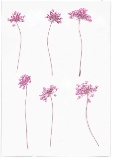 Rico Design Gepresste Blüten Ammi in Pink, 6 Stück - Bild 1