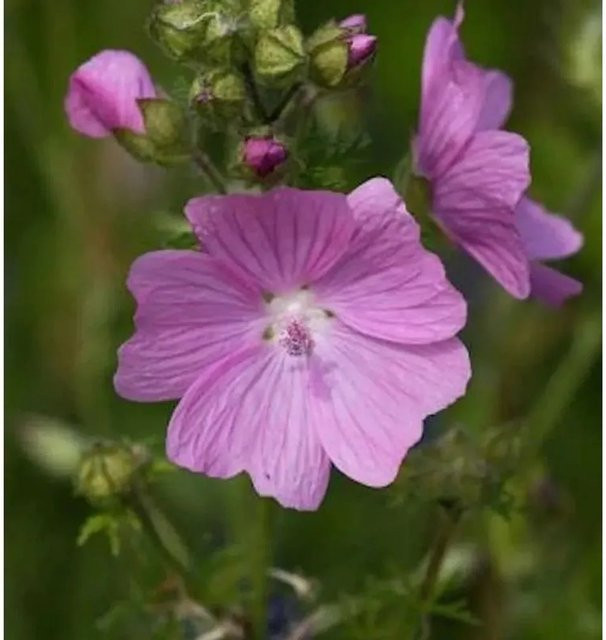 Moschus Malve Rosea Malva moschata pinke Staude für Garten und Terrasse von Nr-01.de - Bild 1