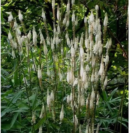 Frau Herms Silberkerze Actaea simplex als mehrjährige Pflanze in Weiß/Silber