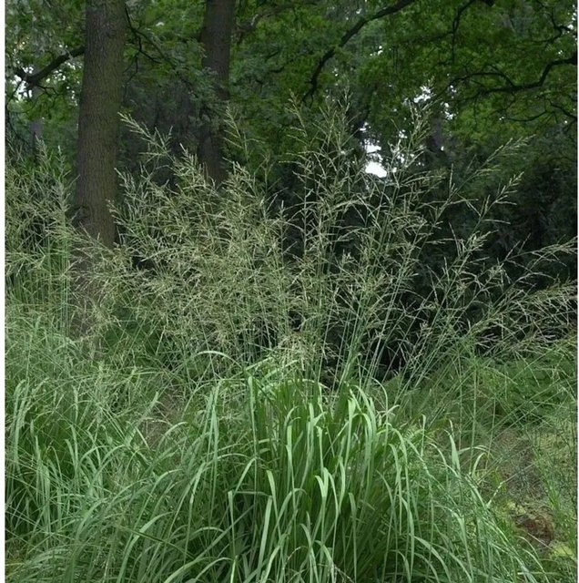 Riesen Pfeifengras Zuneigung Molinia arundinacea als mehrjährige Gartenpflanze in den Farben Gold, Gelb und Grün - Bild 1