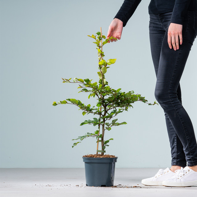 BLUME2000 Rotbuche Fagus sylvatica gestäbt als Solitärbaum oder Hecke - Bild 1