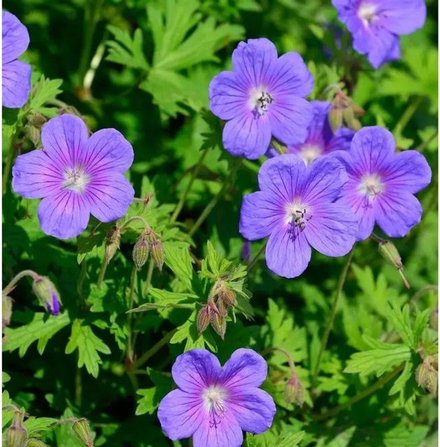 Geranium himalayense Gravetye Himalayastorchschnabel als mehrjährige Staude und Bodendecker für den Garten - Bild 1