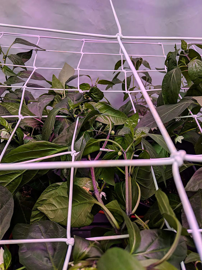 Robustes weißes Mesh Grow Zelt-Spaliernetz mit Stahlhaken zur Unterstützung deiner Indoor-Pflanzen, B/H: 60 x 60 cm - Bild 3