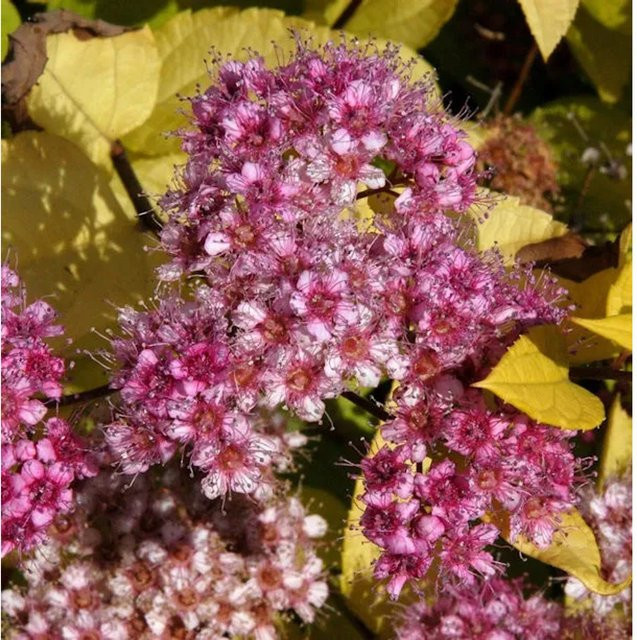 Schneespierstrauch Golden Princess Spiraea japonica mit pinkfarbenen Blüten von Die Nr-01.de - Bild 1