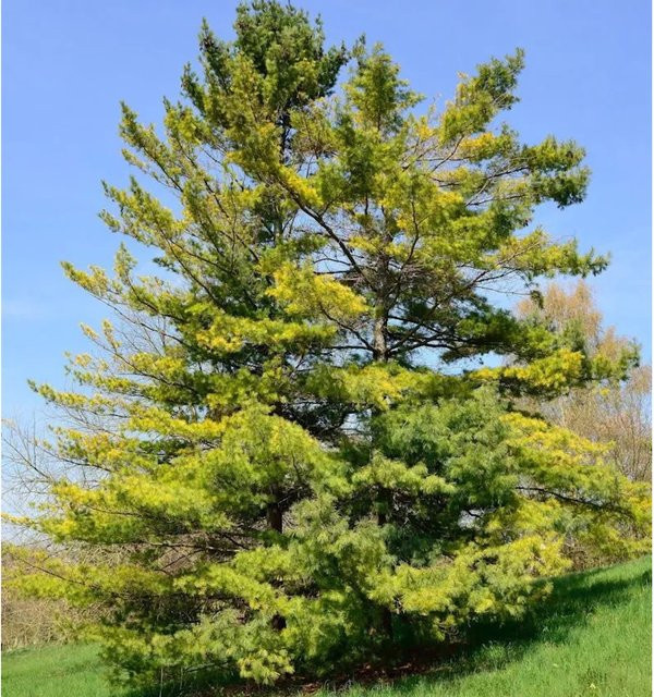 Weymouths Kiefer Pinus strobus in Grün, Höhe: 40-60 cm - Bild 1