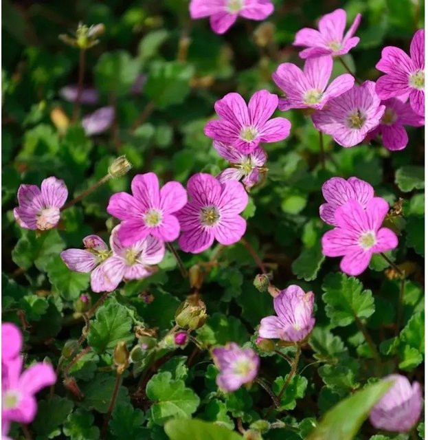 Erodium reichardii Reiherschnabel Roseum als mehrjährige Bodendecker-Staude für den Garten - Bild 1
