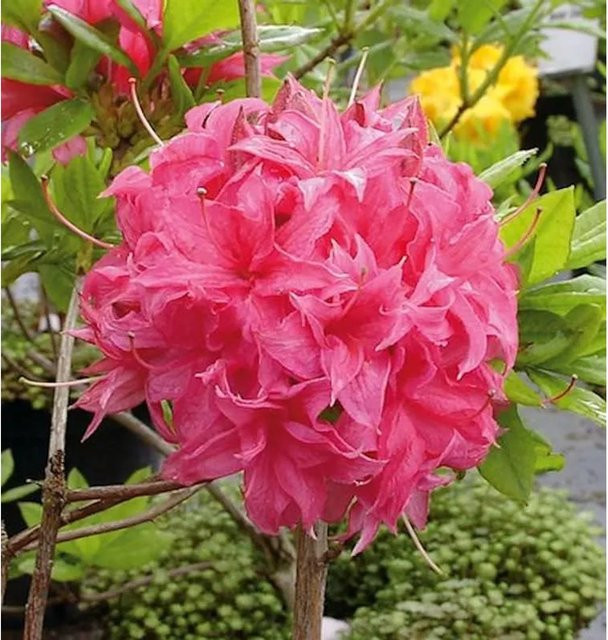 Hochstamm Azalee Homebush Rhododendron luteum Alpenrose, Höhe: 60-80 cm - Bild 1