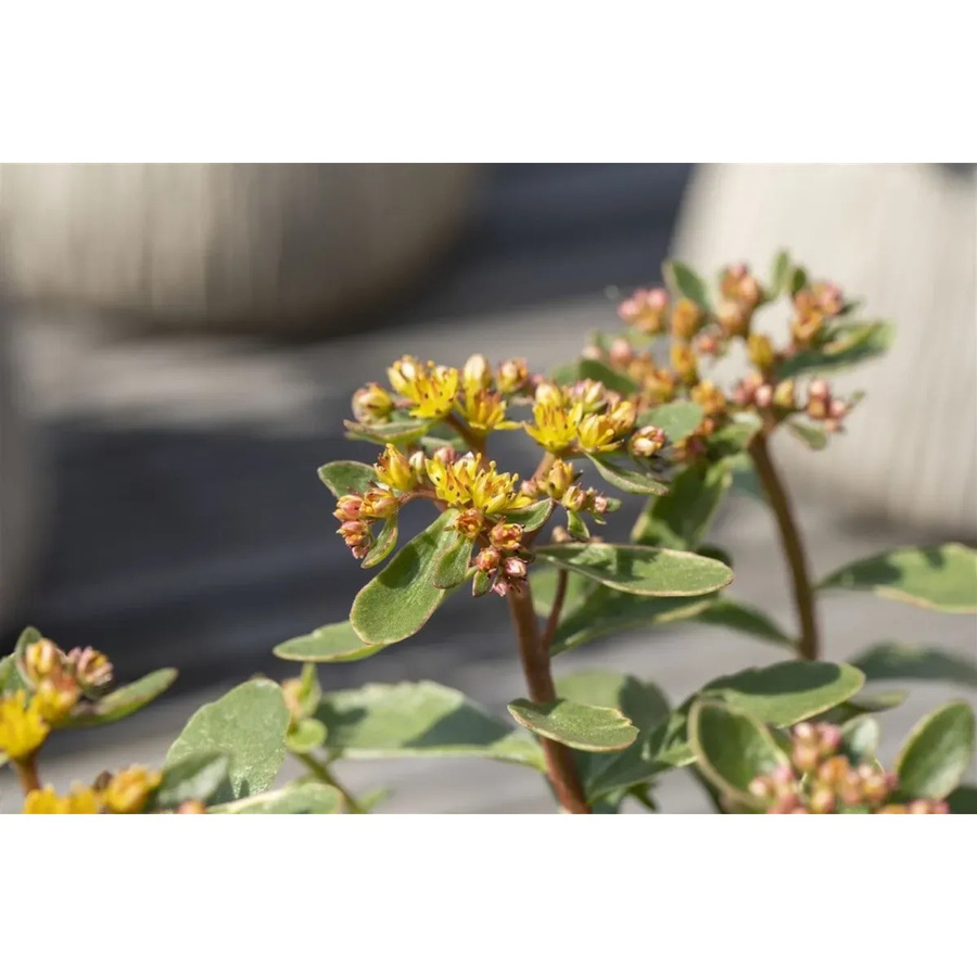 Sedum Kamtschaticum Variegatum Buntlaubige Fetthenne als Bodendecker in Topf 9x9 cm - Bild 2
