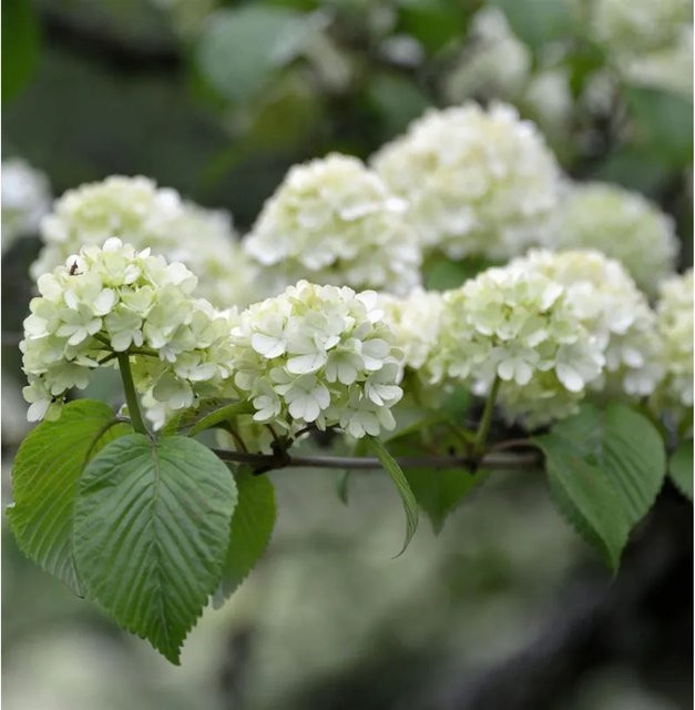 Japanischer Schneeball Viburnum plicatum Rotundifolium als Gartenstrauch von Nr-01.de, Höhe: 30-40 cm - Bild 1