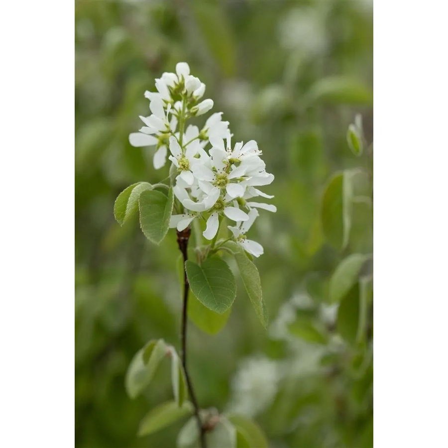 Amelanchier Alnifolia Smoky Felsenbirne mit essbaren Früchten, weiß blühender Strauch, Höhe: 40–60 cm - Bild 2