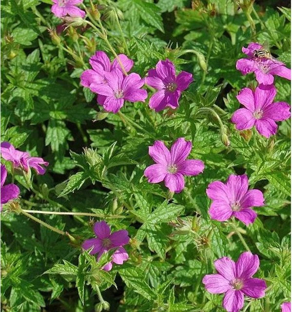 Storchenschnabel Rosenlicht Geranium oxonianum als pflegeleichte Stauden-Bodendecker für Garten und Steingärten - Bild 1