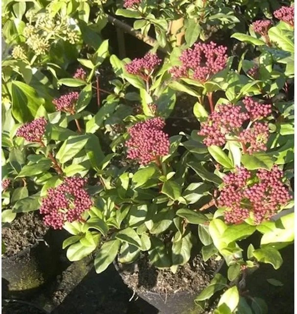 Mittelmeer-Schneeball Gwenllian Viburnum tinus als pflegeleichte Zierpflanze in Weiß und Rosa für Garten und Kübel, Höhe: 40-60 cm - Bild 1