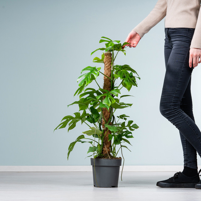 Monstera Minima Zimmerpflanze mit Rankhilfe von BLUME2000 in Grün - Bild 1