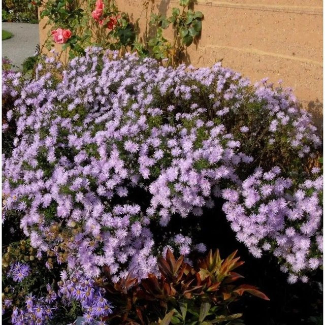 Sommeraster Kylie Aster amellus lila Staude für den Garten - Bild 1