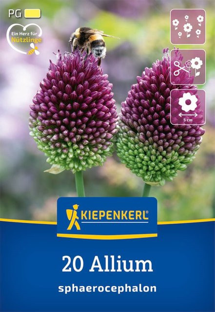 Kiepenkerl Zierlauch violett, 20 Zwiebeln - Bild 1