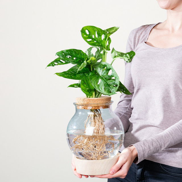 BLUME2000 Monstera Wasserpflanze im grünen Kugelglas mit LED-Beleuchtung - Bild 1