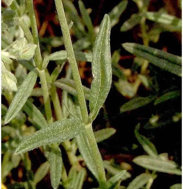 Rosa Apenninen-Sonnenröschen Helianthemum apenninum als rosa Blühende Staude - Bild 1