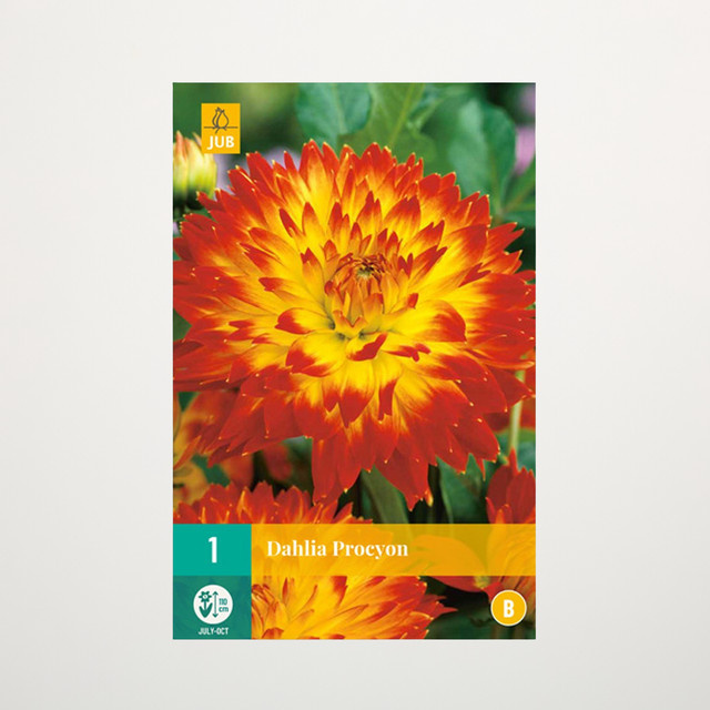 Schmuckdahlie Procyon Knolle von BLUME2000 für Beete, Balkon und Terrasse - Bild 1