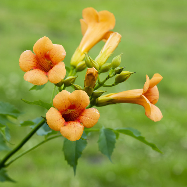 Campsis tagliabuana Trompetenblume von BLUME2000 als Kletterpflanze für den Garten und zur Fassadenbegrünung - Bild 1