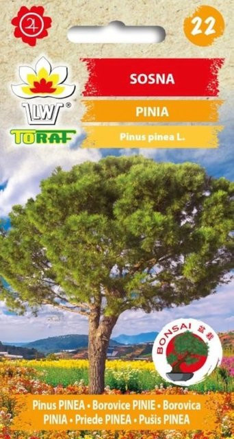 Toraf Kiefernsamen Pinia 10 Stück zum Züchten von Bonsai und Koniferen für Garten und Zimmerpflanzen - Bild 1
