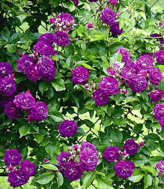 Rambler-Rose Bleu Magenta - Bild 1