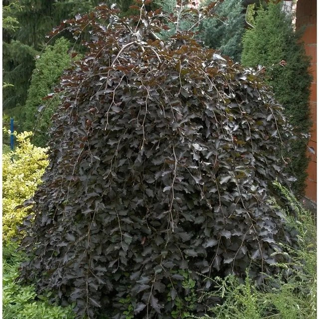 Schwarzrote Hängebuche Fagus sylvatica für deinen Garten in Rot und Purpur, Höhe: 80-100 cm - Bild 1