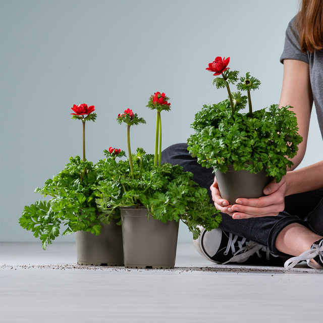 3er Set Rote Kronenanemone Staude von BLUME2000 für Garten, Balkon und Blumenkübel - Bild 1