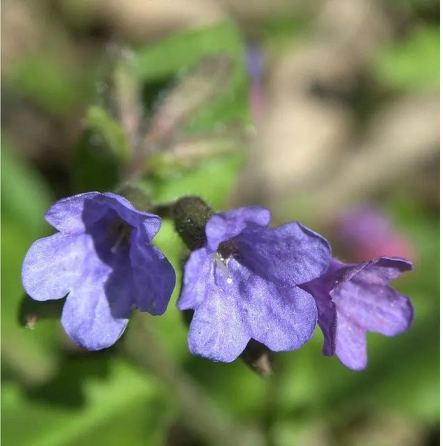 Schmalblättriges Lungenkraut Pulmonaria angustifolia als mehrjährige Gartenpflanze im Topf von Nr-01.de - Bild 1