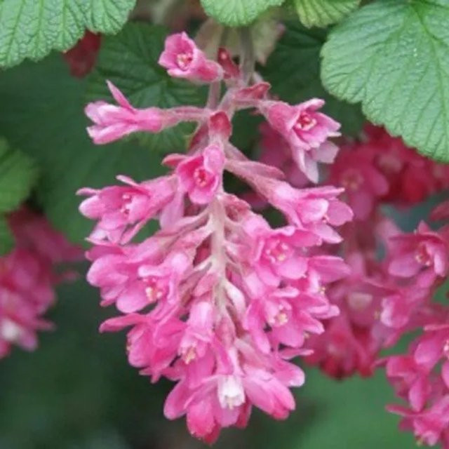 Arborix Blut-Johannisbeere King Edward VII Ribes sanguineum mit roten Blüten im Container, Höhe: 50 bis 60 cm - Bild 1