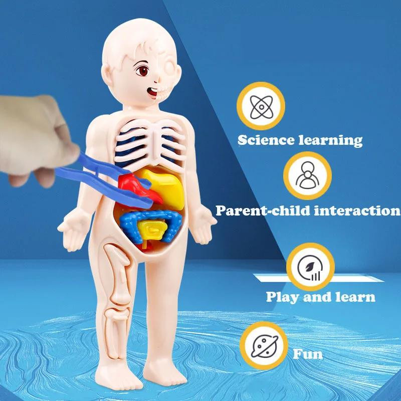 Yiran toy Montessori Wissenschaftliche Bildung Menschlicher Körper Anatomie Lernspielzeug ab 3 Jahren - Bild 2