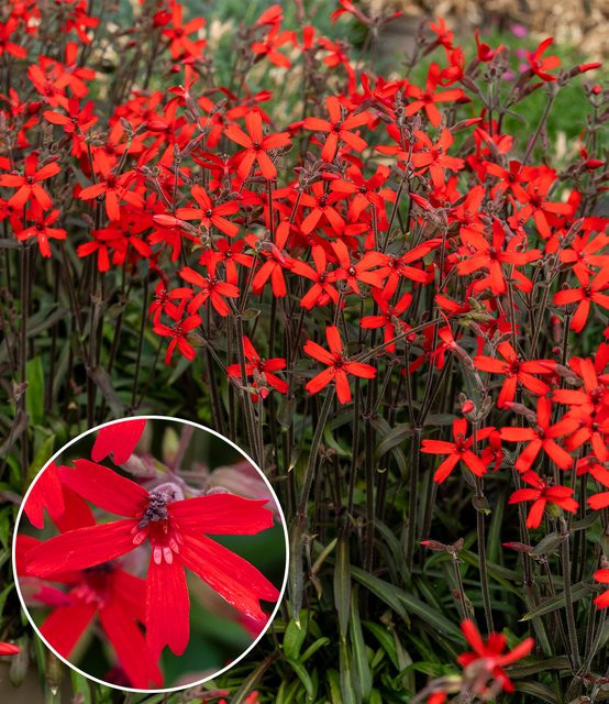 Silene Burning Hearts Prachtnelke - Bild 1