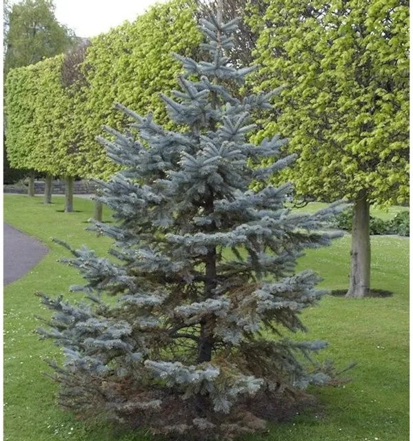 Blaufichte Picea pungens Hoopsii Silberfichte von Nr-01.de, Topfgröße: 25-30 cm - Bild 1