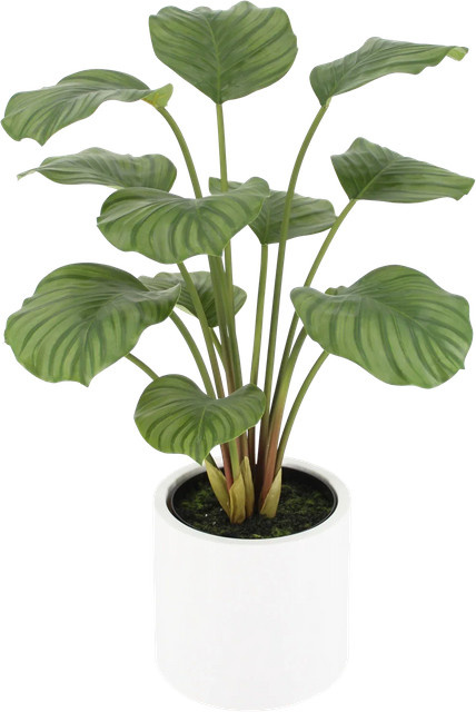 Künstliche Calathea Juana von Aplanta in Grün, Höhe: 68 cm - Bild 1