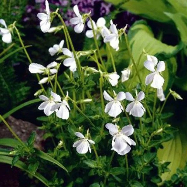 6er Set Arborix Duftveilchen Alba Viola odorata mit weißen Blüten im 9 cm Topf - Bild 1