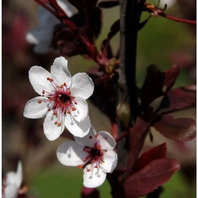 Hochstamm Zwergblutpflaume Prunus cistena von Nr-01.de mit rosa und dunkelroten Blüten, Höhe: 40-60 cm - Bild 1