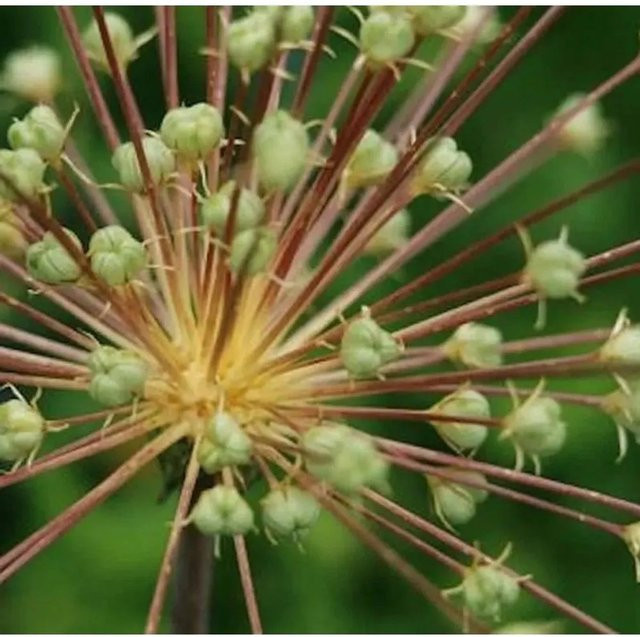 Allium schubertii Igelkolben Lauch als mehrjährige Pflanze für den Garten und als Schnittblume - Bild 1